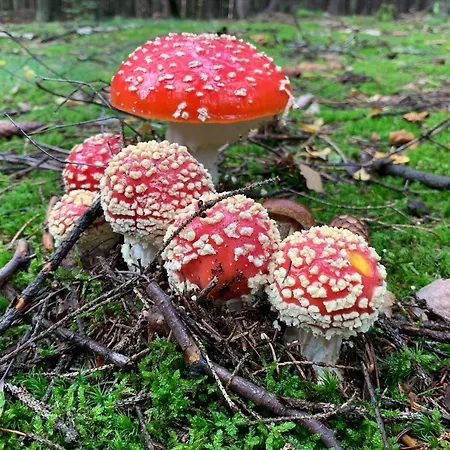 Villa 11 - Venkovsky Dum *